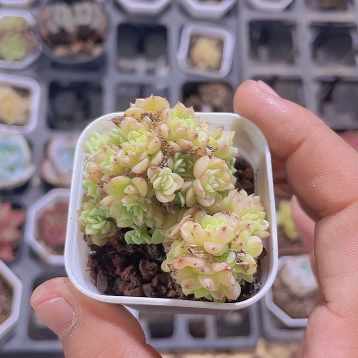 罗琳带土带盆发货