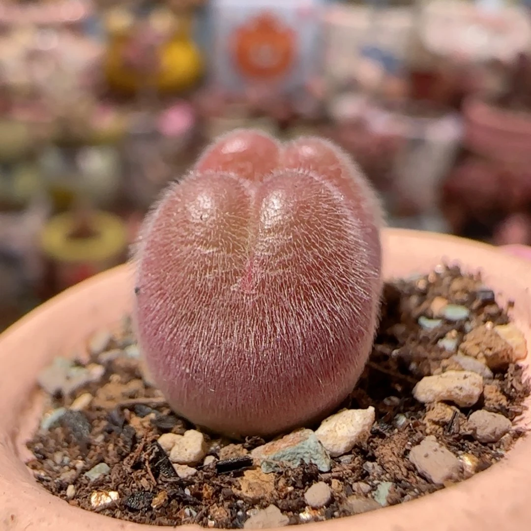 可爱小毛翠 盆口2cm