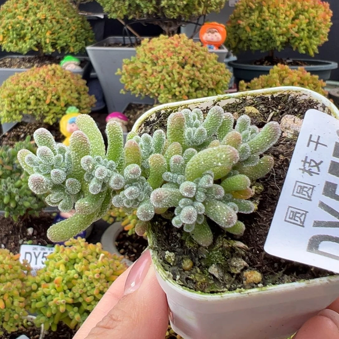 dy5579小可爱冰晶盆口5cm