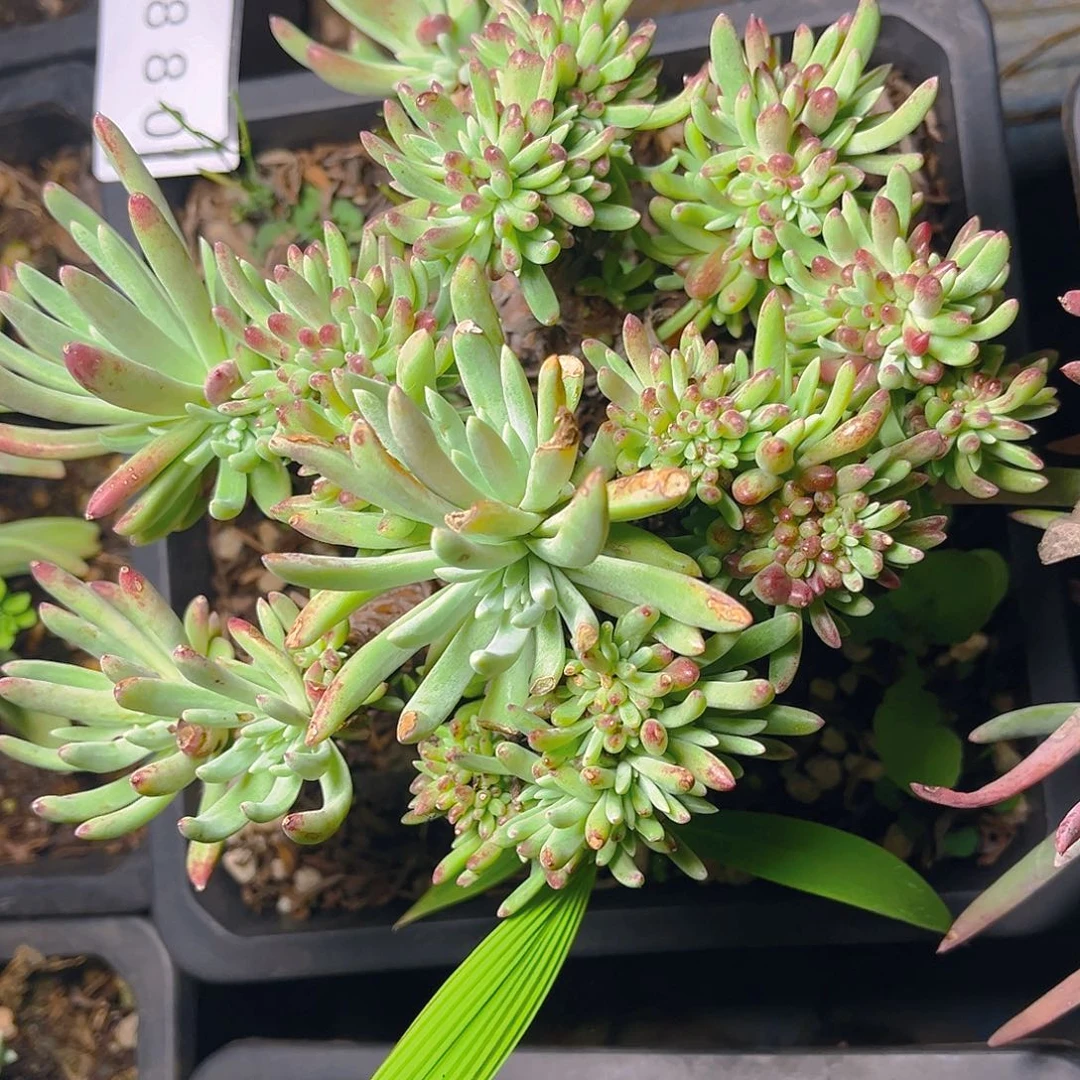 老桩多头群生3880