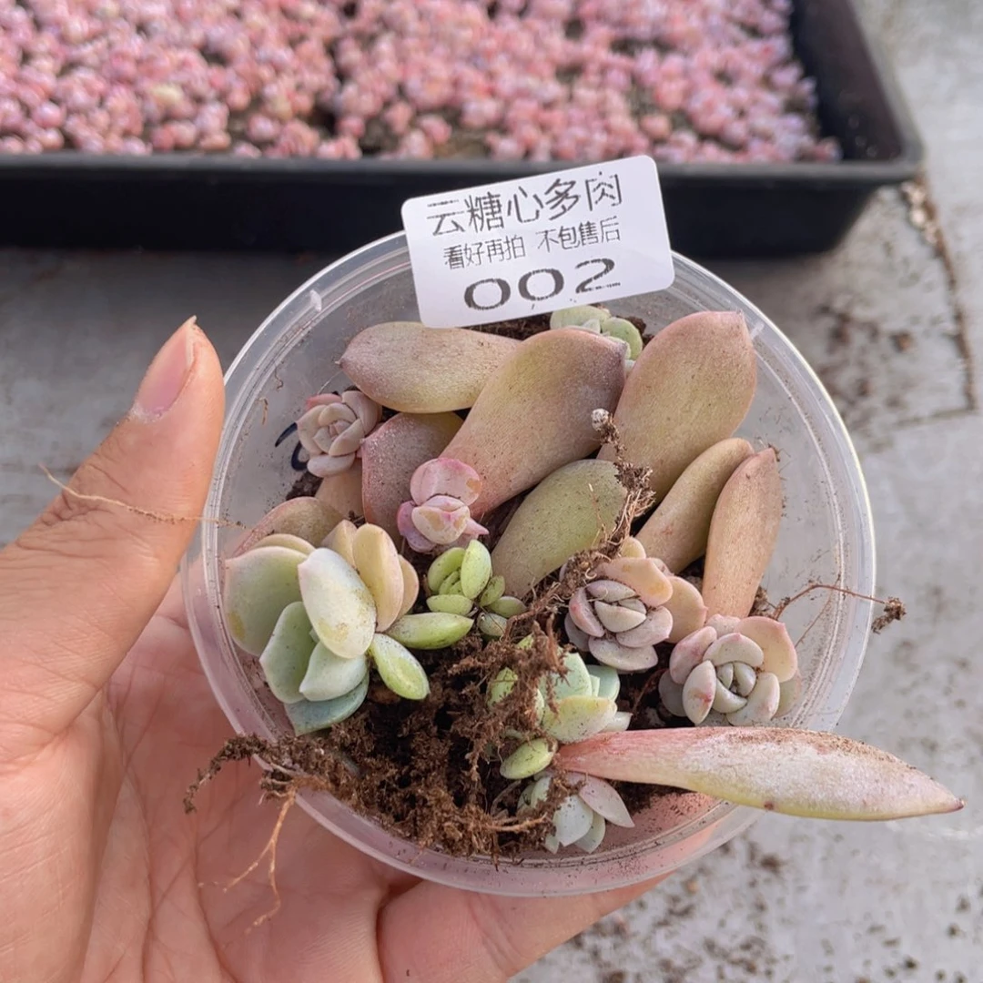 云糖心多肉植物002