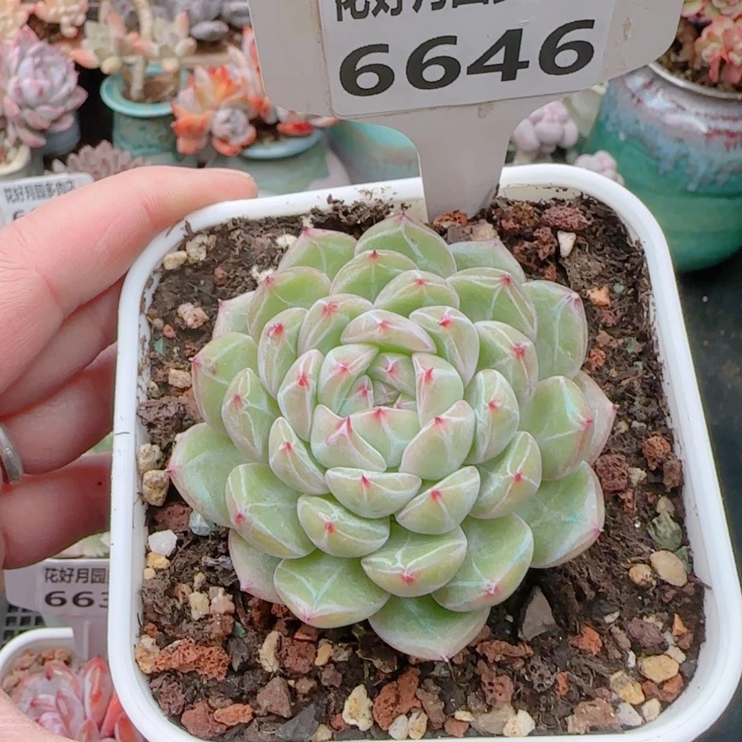 多肉6646………………………………