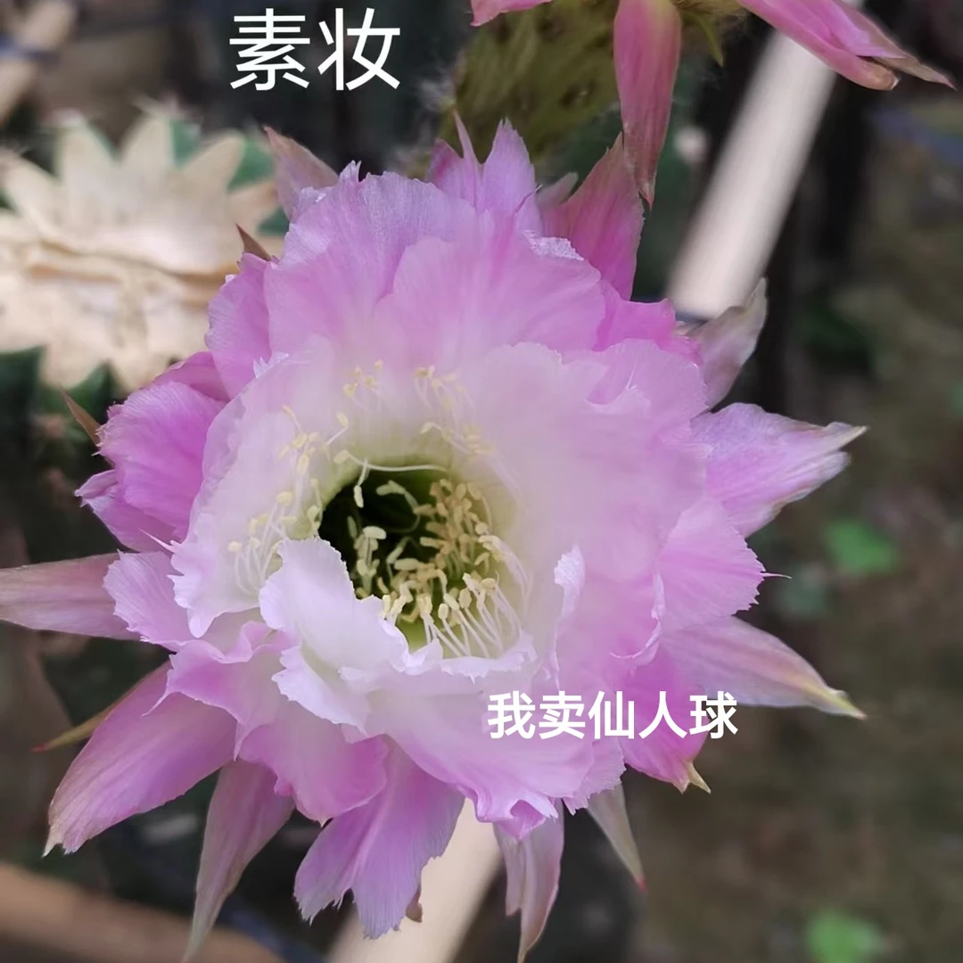 彩草素妆侧芽歪  满28米包邮非偏远