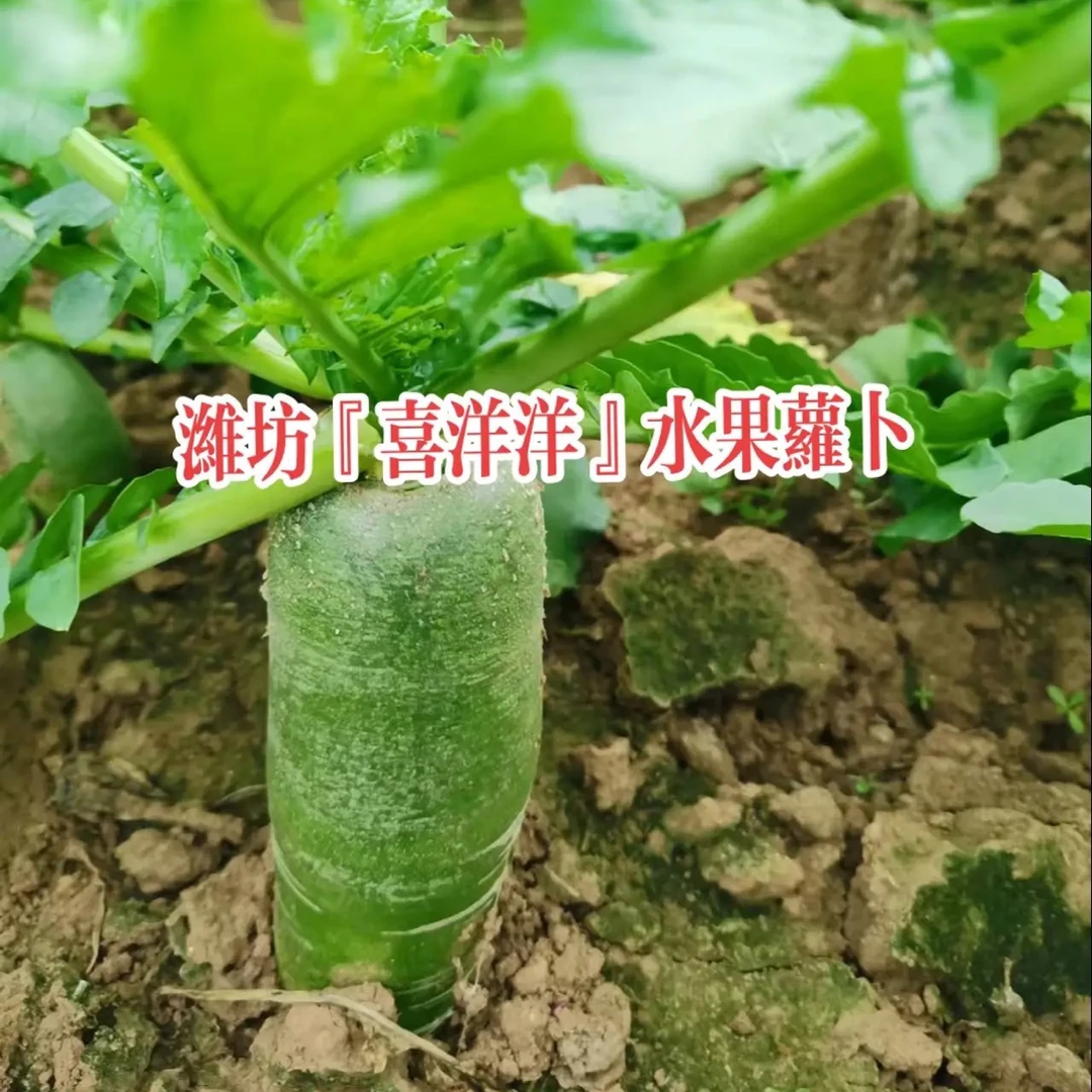 潍坊特产水果萝卜新鲜现拔生吃脆甜多汁营养丰富