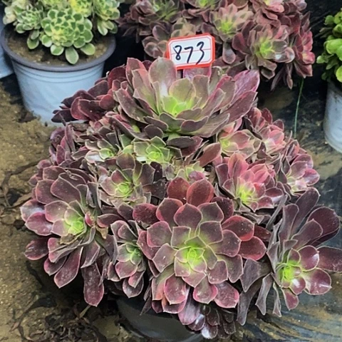 金丝雀老桩捧花873号
