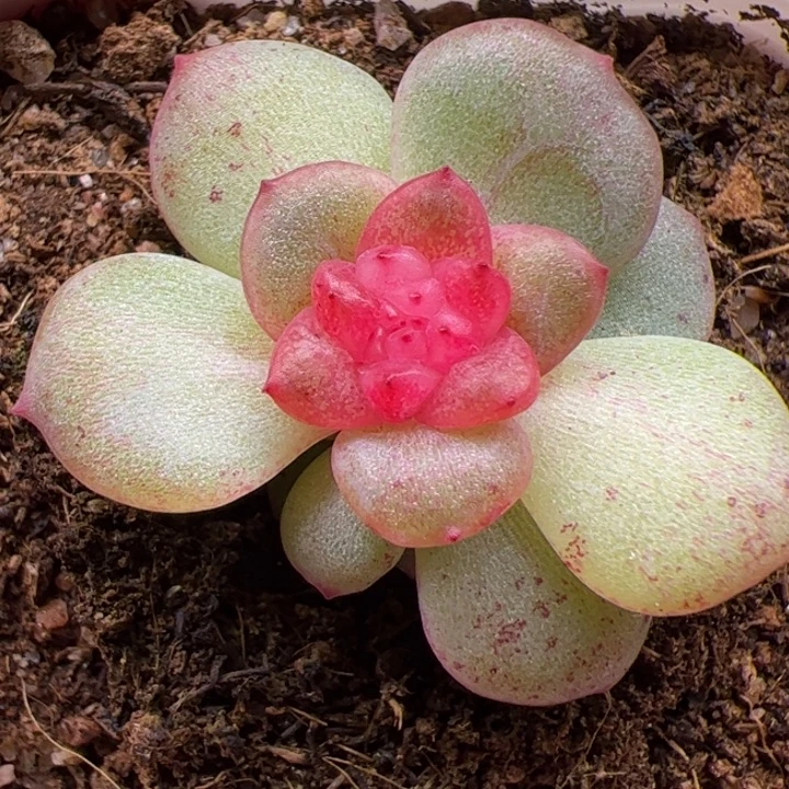 优选超基因糖心多肉植物