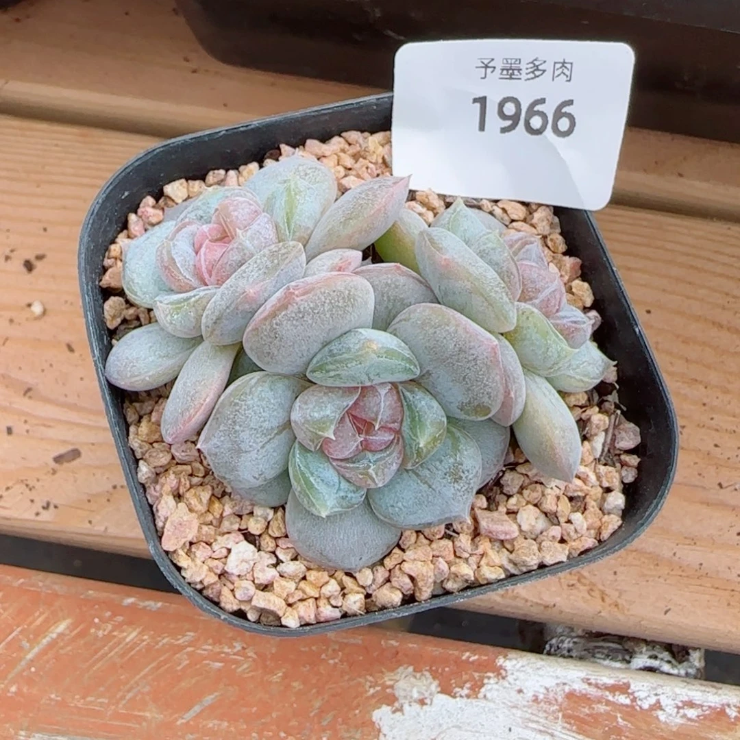 红皇后，1966多肉植物
