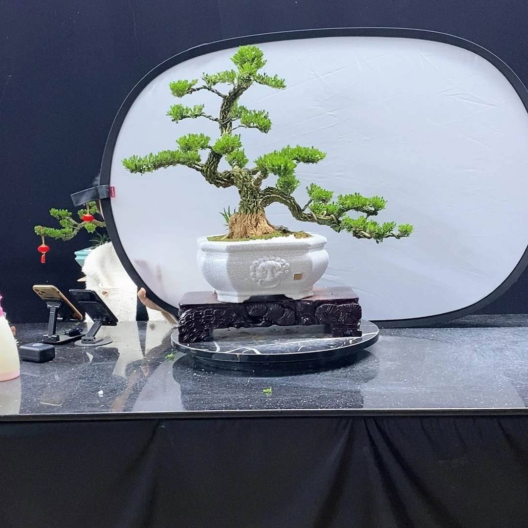 无花朵精品黄杨盆景