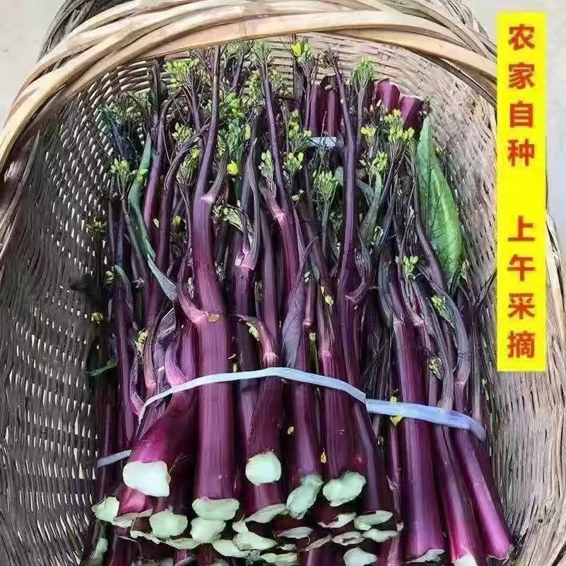 湖北当季红菜苔新鲜蔬菜现摘现发农家绿色蔬菜