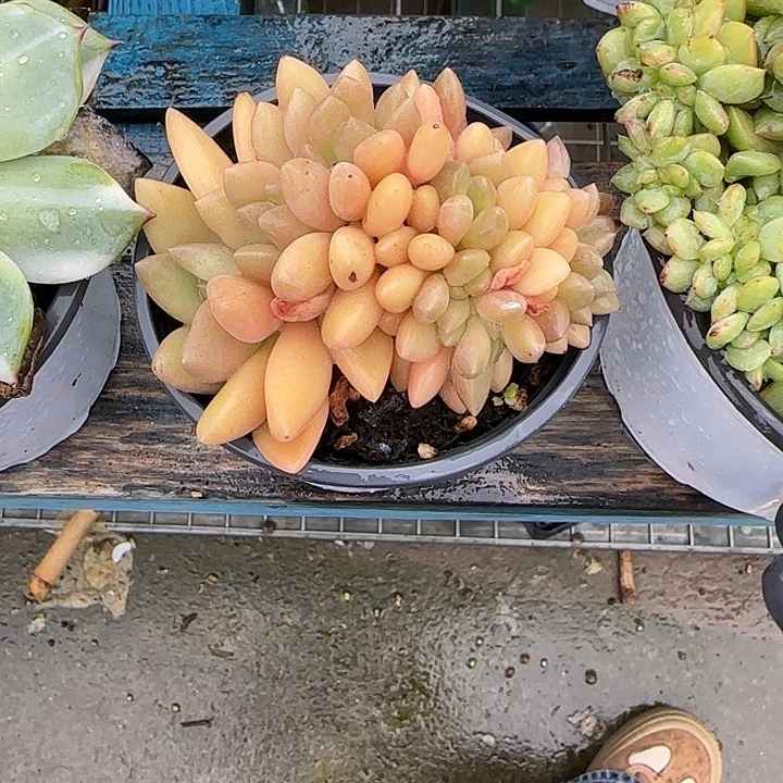 哦***豁青蛙王子儿童牙膏套装11