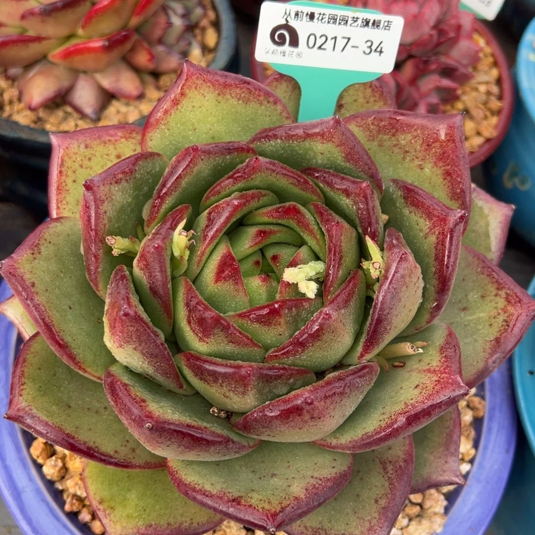 从前慢多肉精选编号0217.34