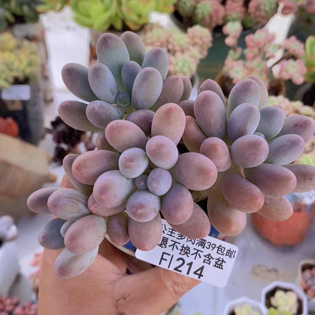 汤圆10cm1214多肉植物