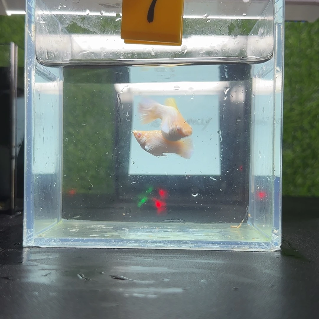 黑玛丽鱼瓷白粉钻圆尾大种鱼1对