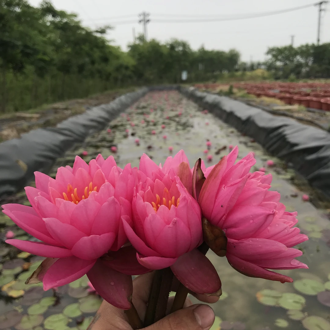 耐寒睡莲种苗，睡莲根块，耐寒品种睡莲