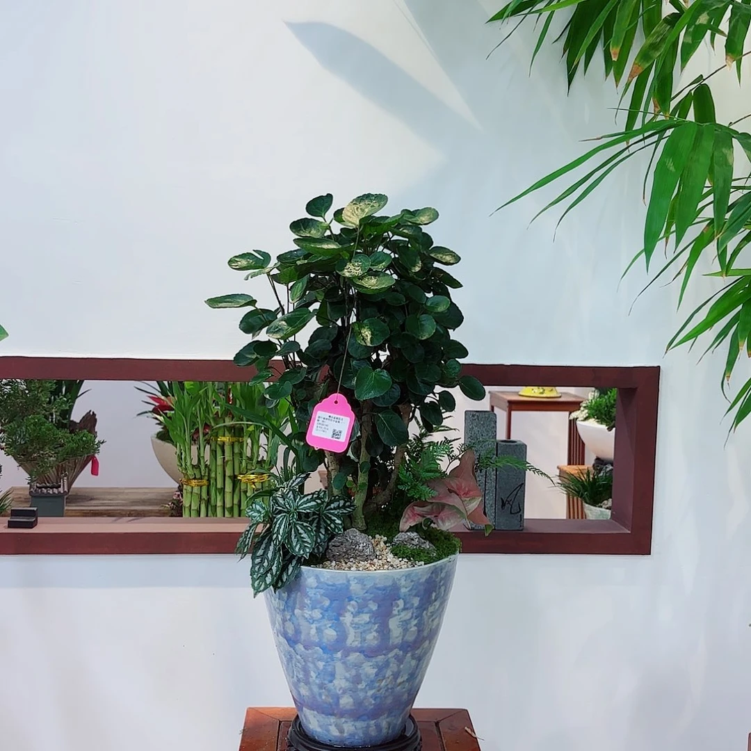无花朵~*~高端盆景一物一拍