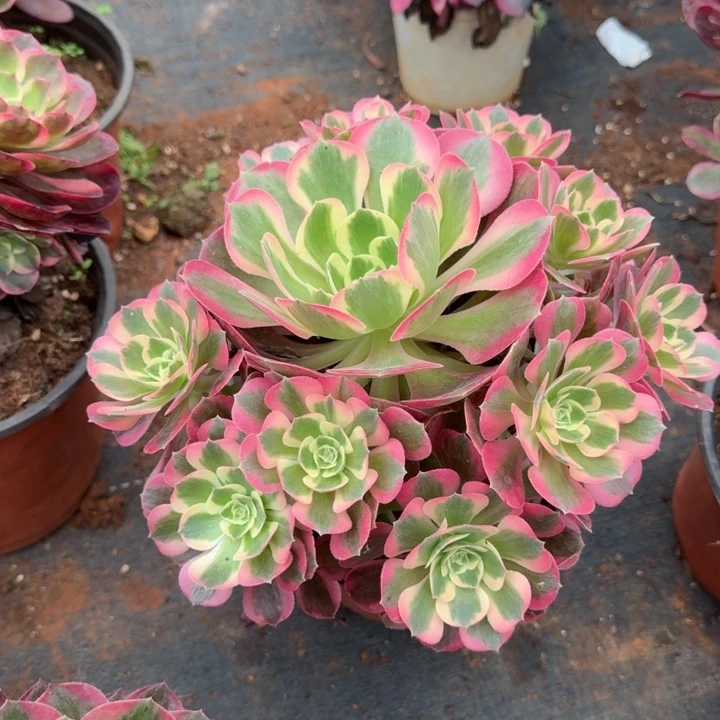 粉女郎群生啊啊啊啊