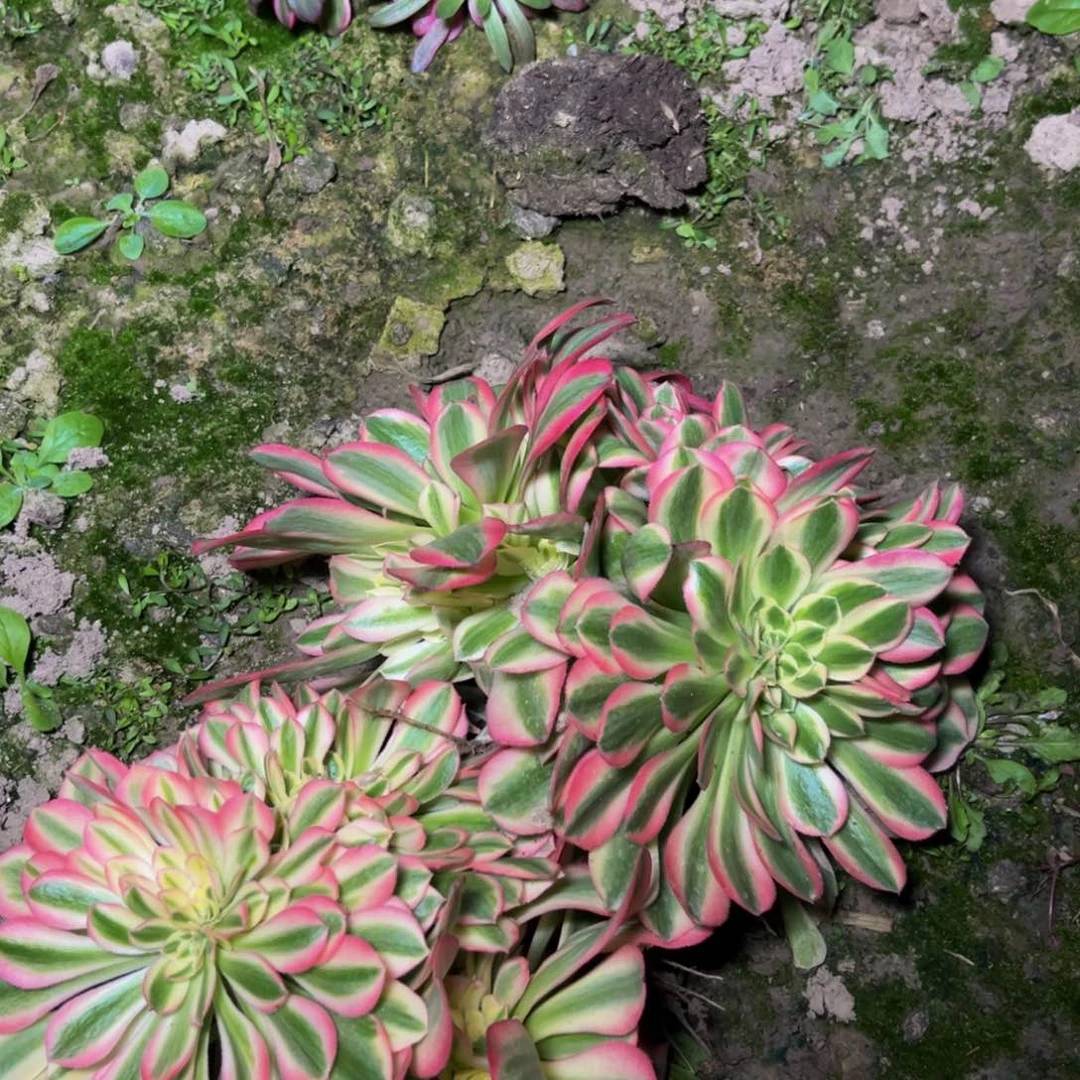 女巫缀多肉植物捧花的