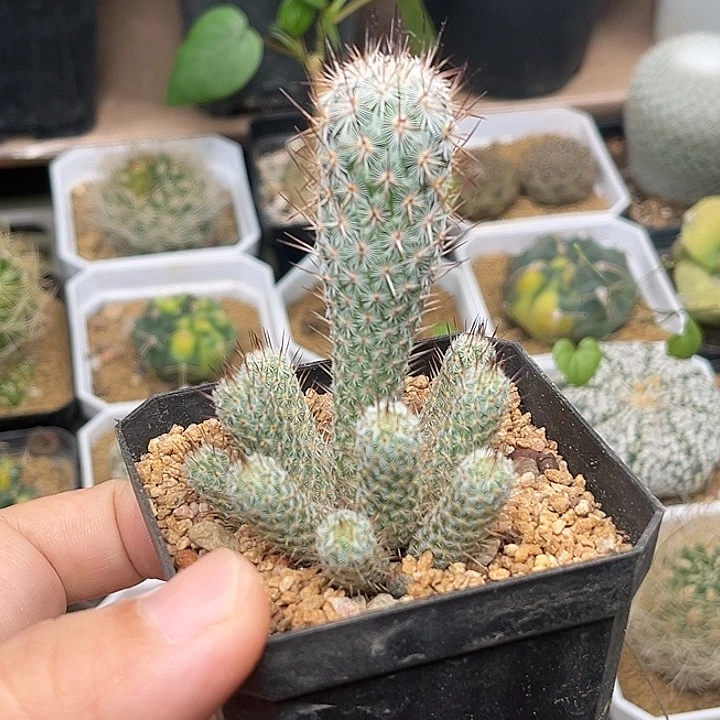 无花朵稀有银狐团扇