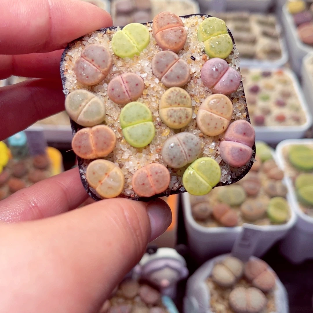 229号带盆包邮发货