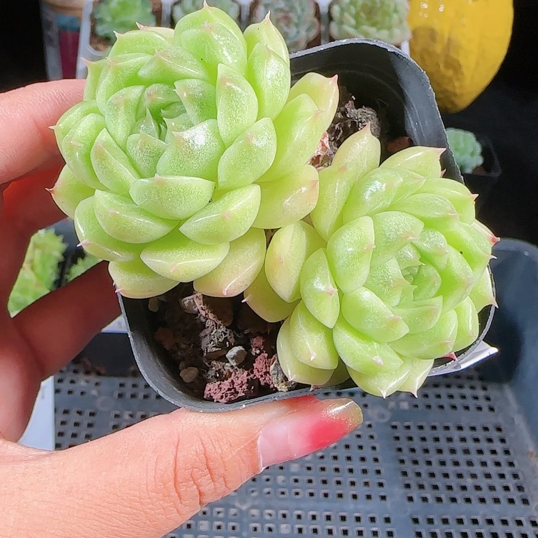 0930-138麦秆优选不包整