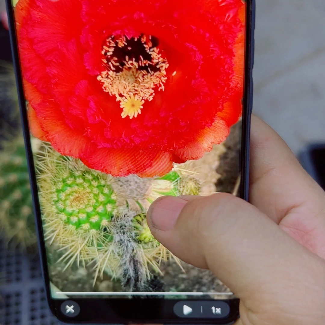 下38毛清清103 歪无根侧芽6公分左右20包邮