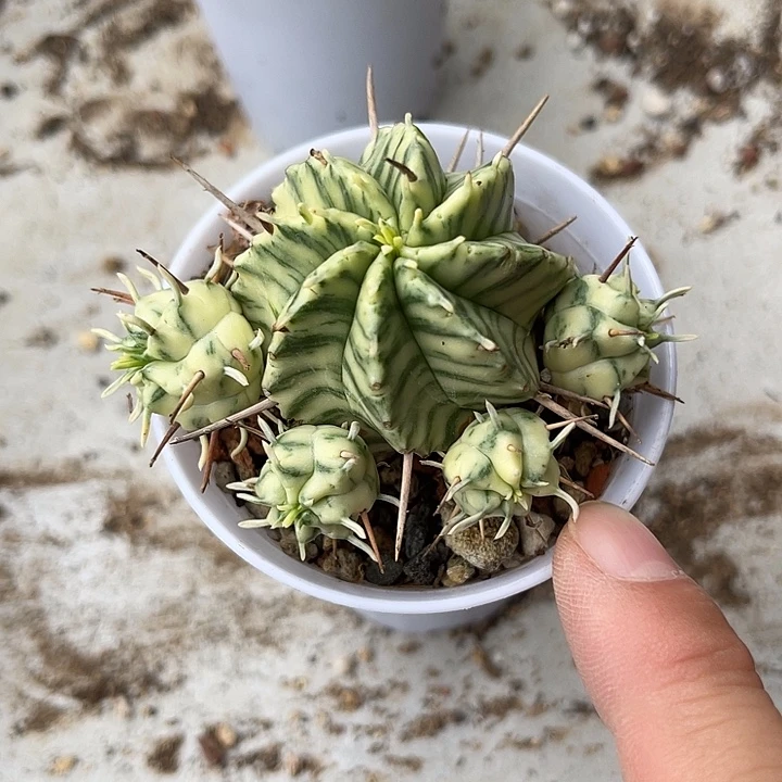 无花朵五头斑马锦仙人球