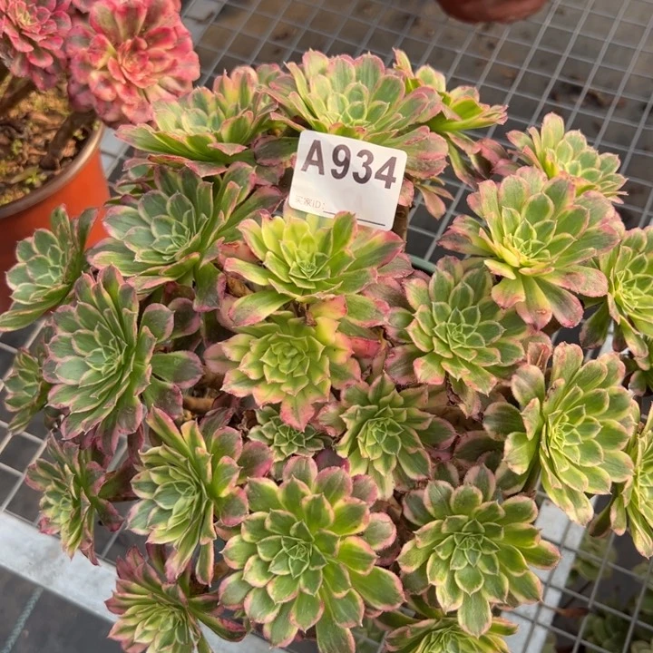 934天合30厘米左右