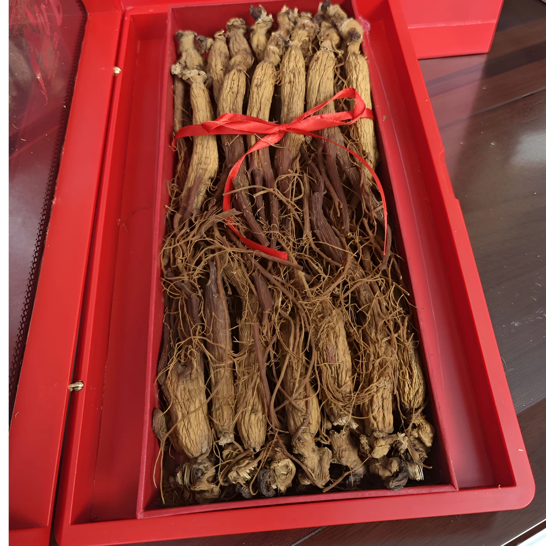 盛吉信 山地参  全须红参林下趴货