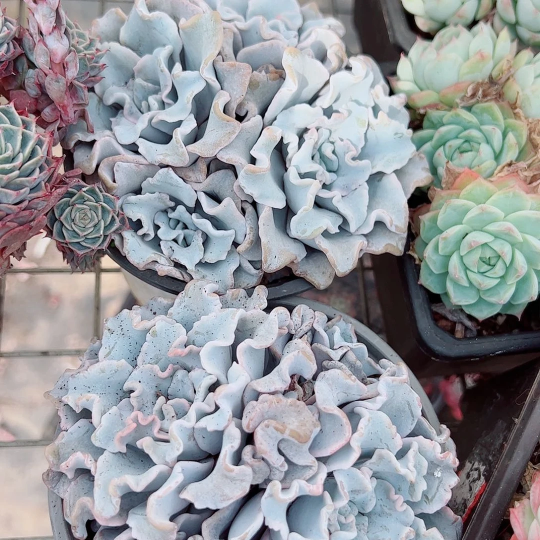 芭蕾舞者白饺子皮多头二盆