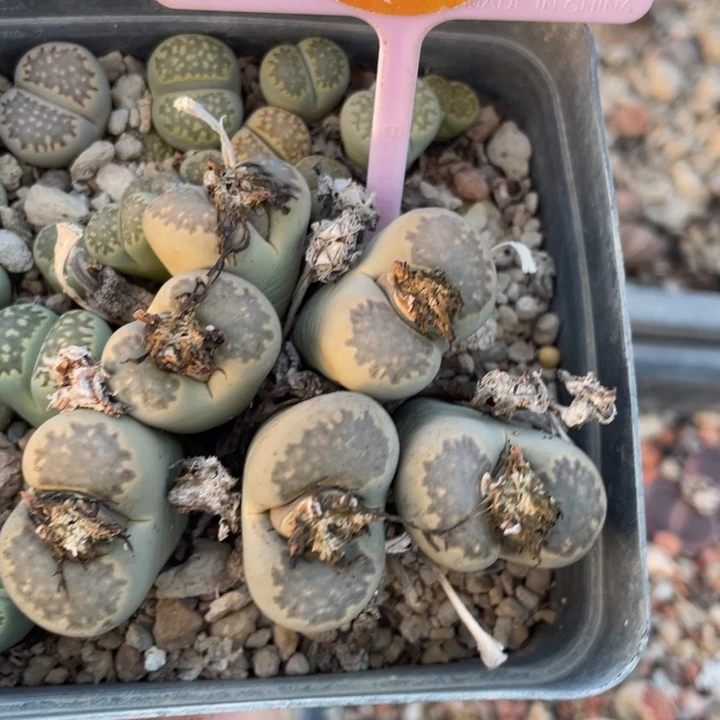 潘***元生石花六头群2598000000