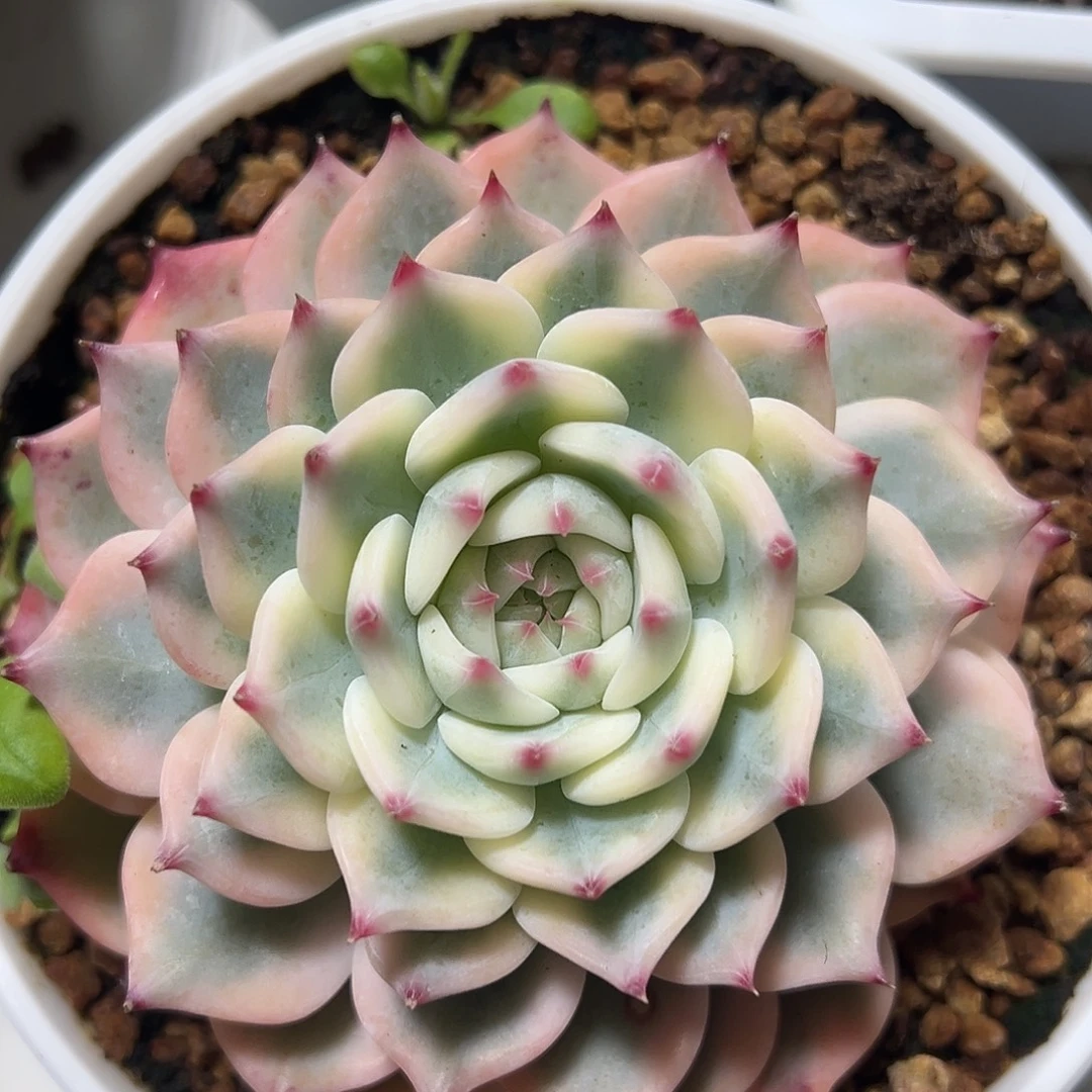 吉娃娃锦多肉植物