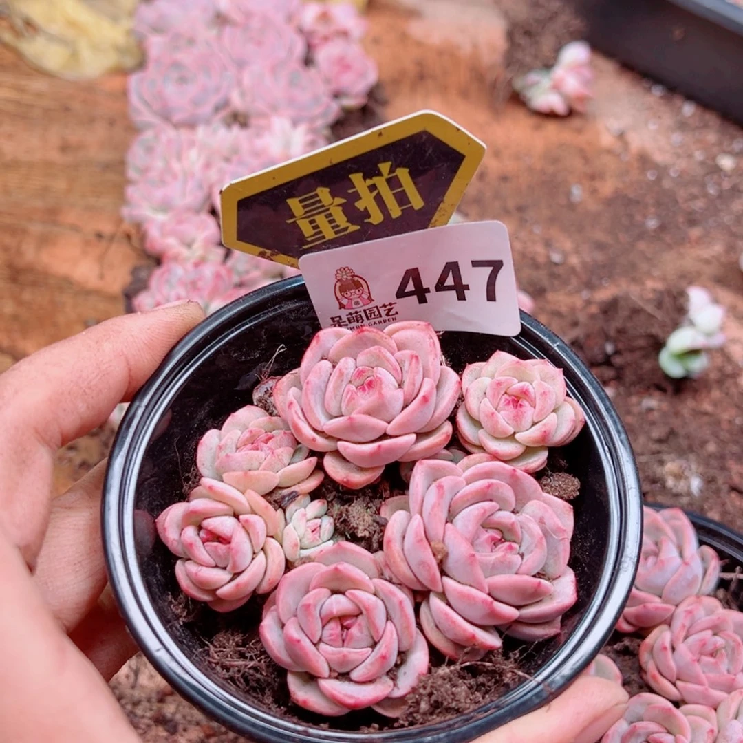 多肉植物多肉植物