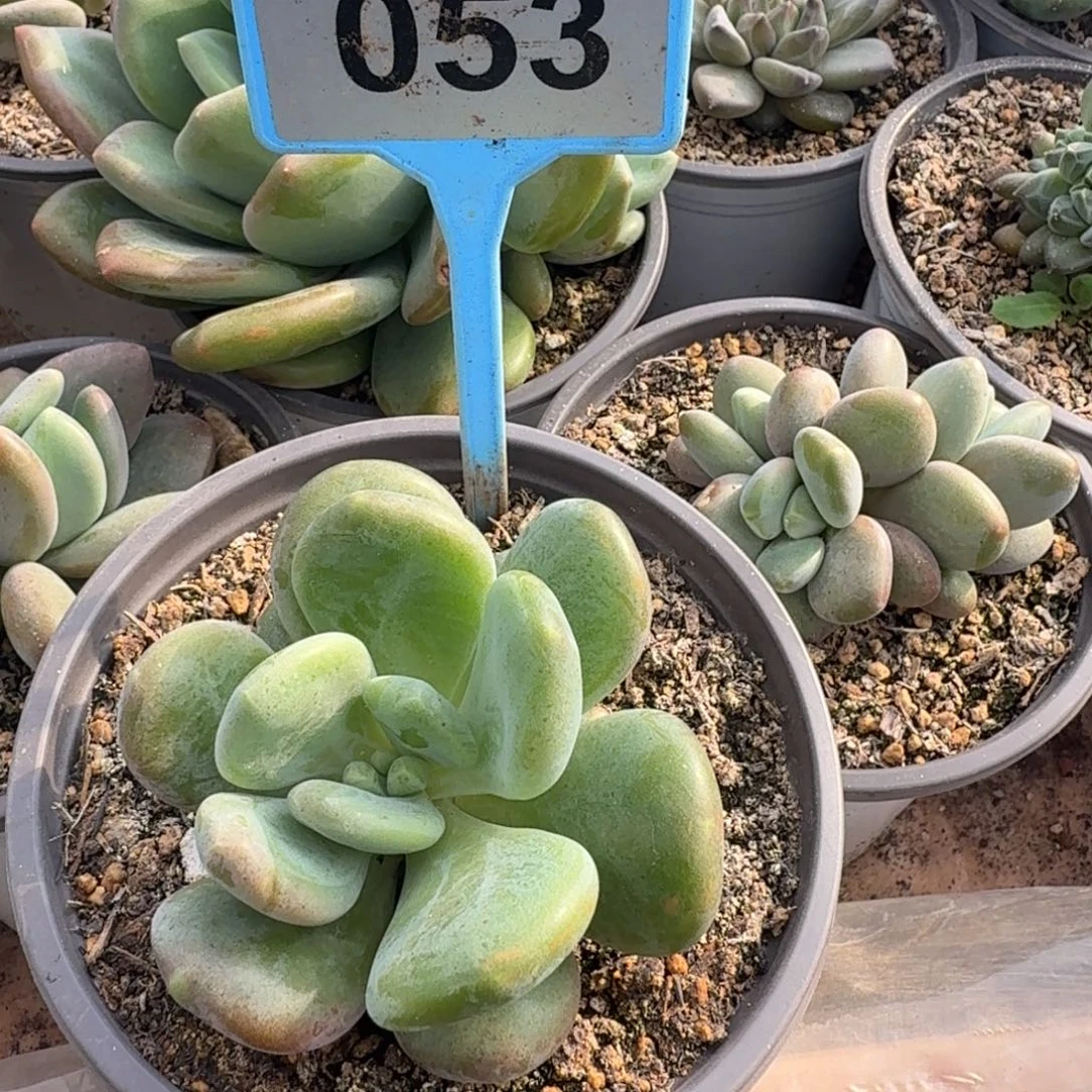多肉植物漂亮多肉053
