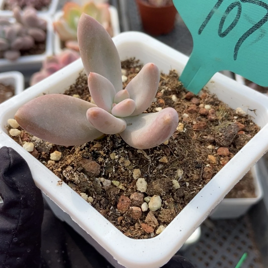 707哥特多肉植物保护