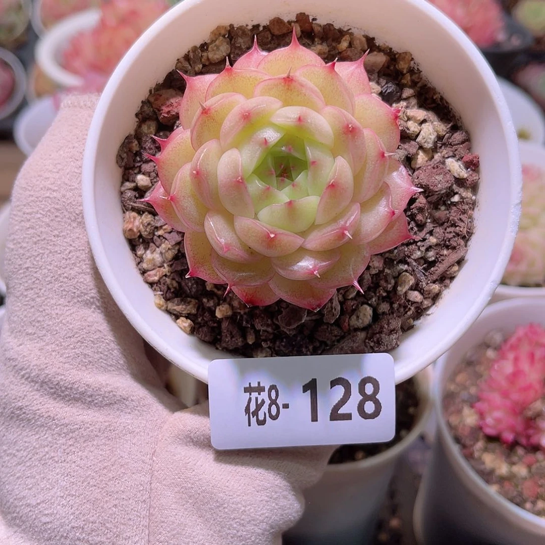 花利美8-128海王一颗