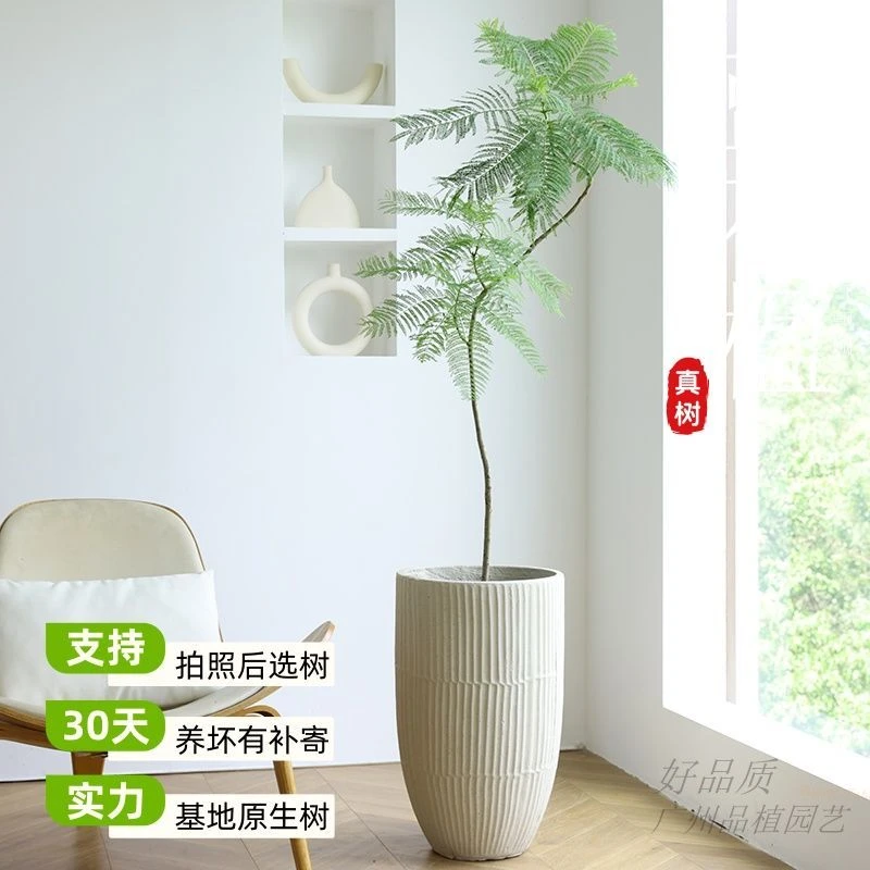 蓝花楹大盆栽客厅绿植落地轻奢好养真花办公室开业乔迁室内型植物