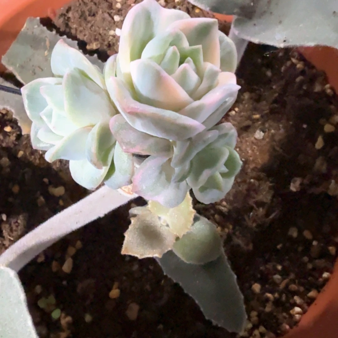 陈***姐陈二姐 多肉植物锦