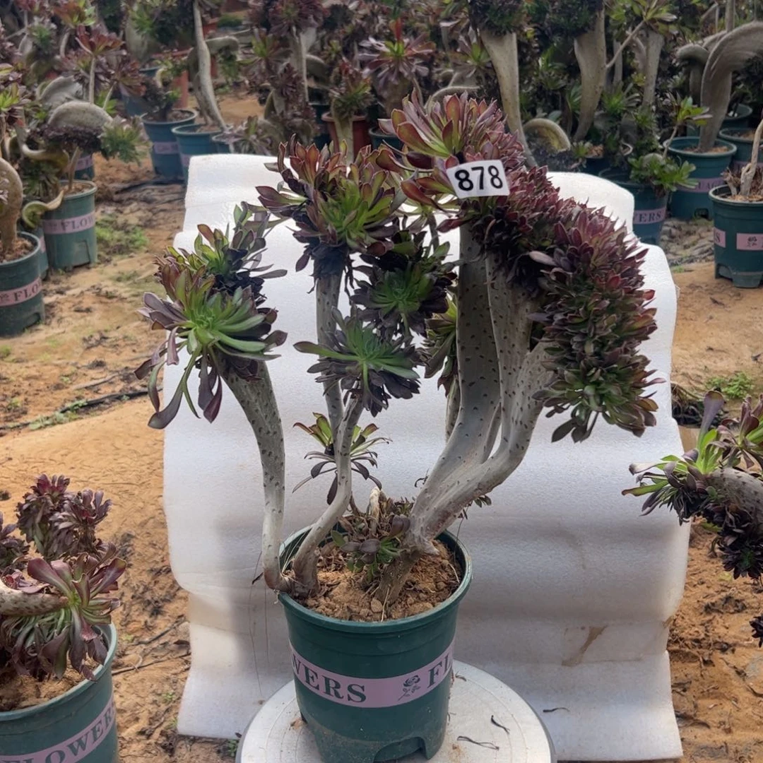 有伤黑缀878一颗啦