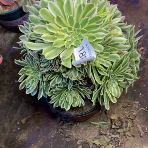 碧浪多肉植物1887