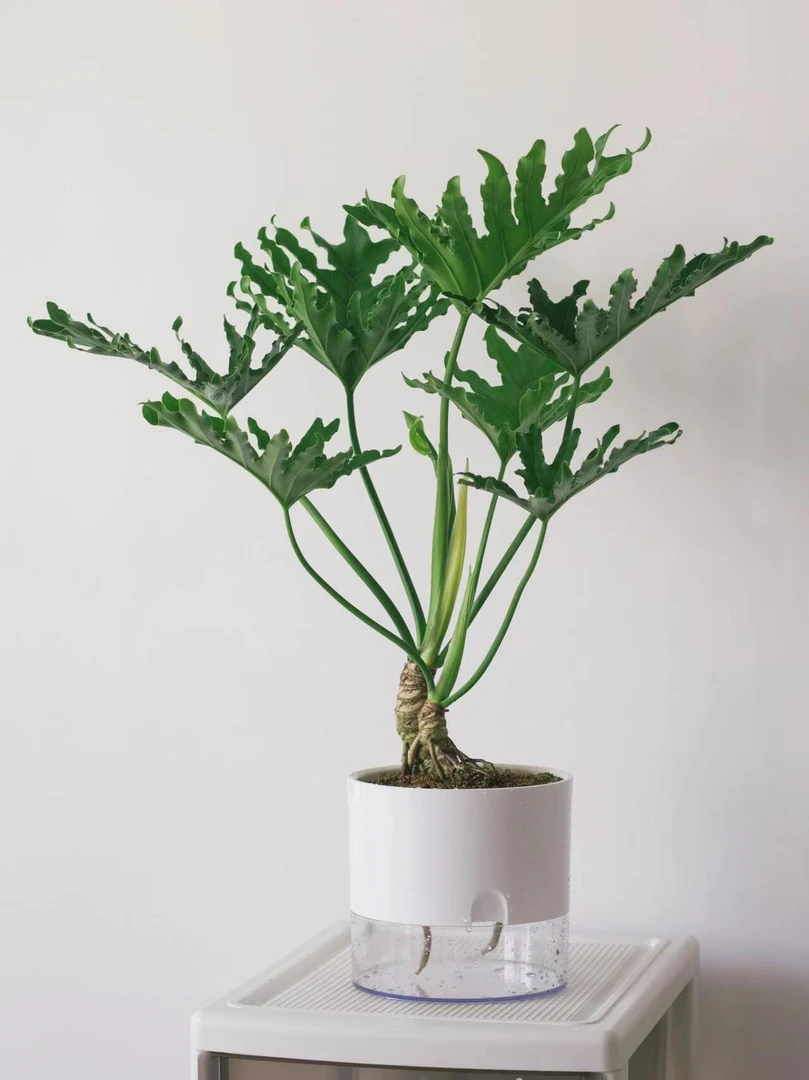 【新号破价】龙鳞春雨吸醛净化多年生常青土培水培好养活家居绿植