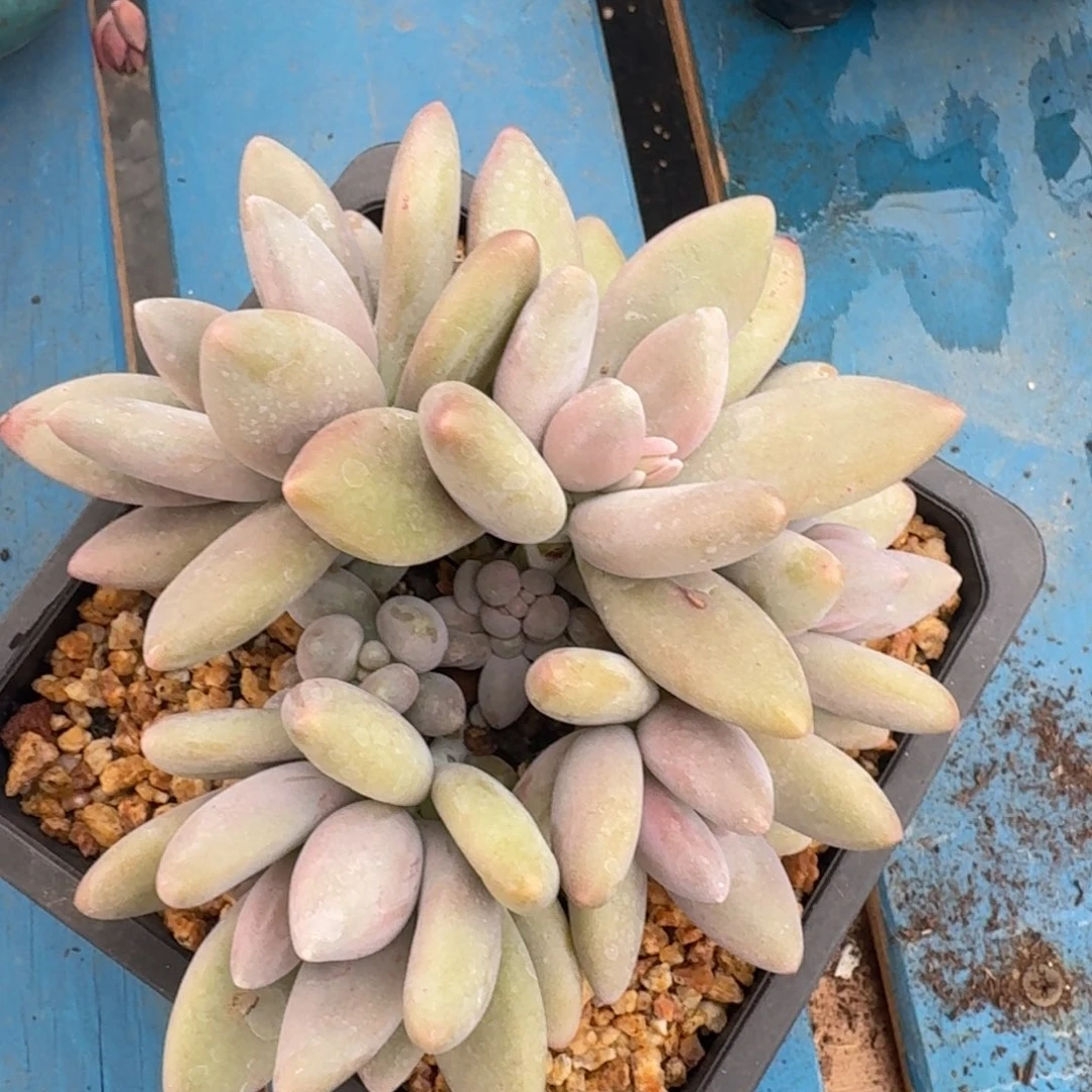 白兰地美人一物一拍