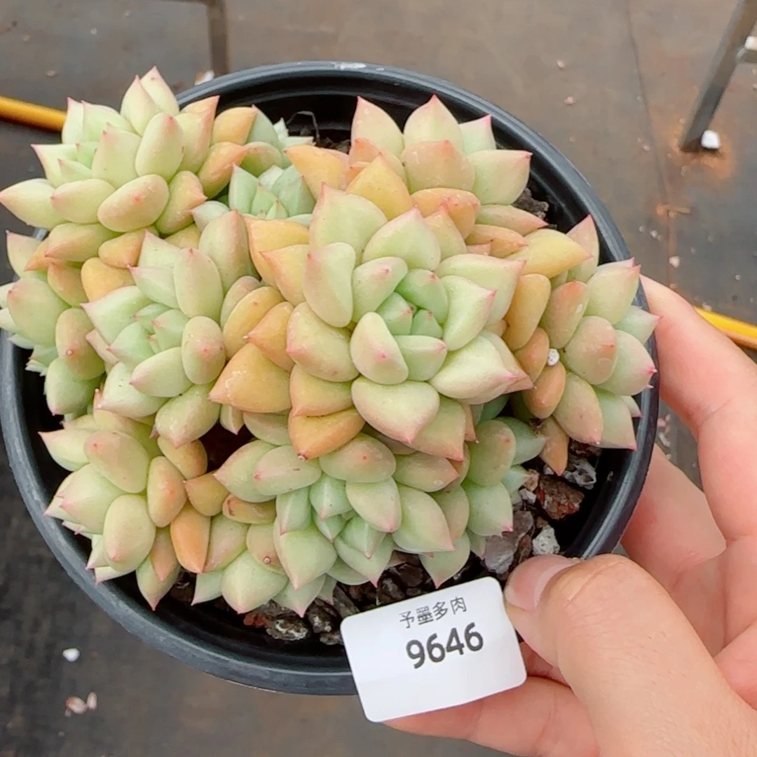 黄金象牙无砍，9646多肉植物