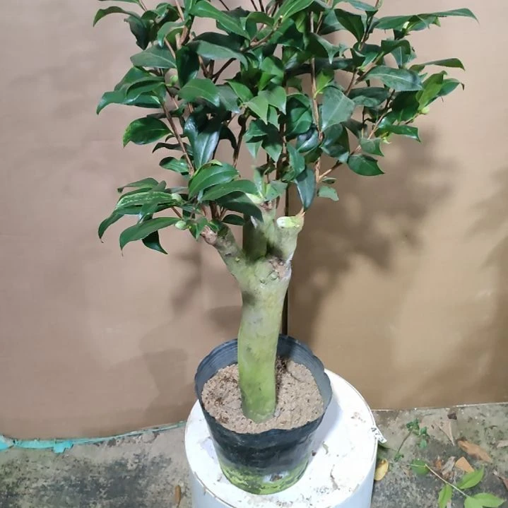 630四品，原盆原土发货，不包邮