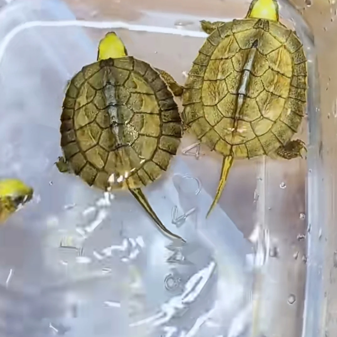 金钱龟苗活物宠物观赏适合家养招财长寿吃菜深水