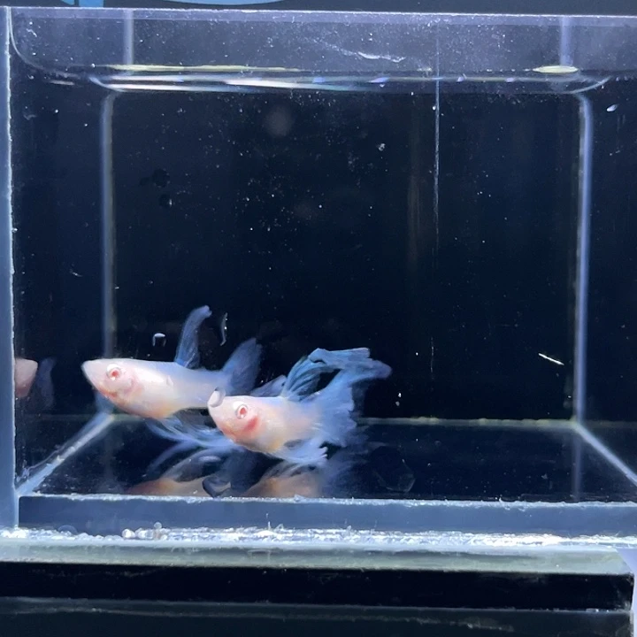 孔雀鱼蓝白绣球12号