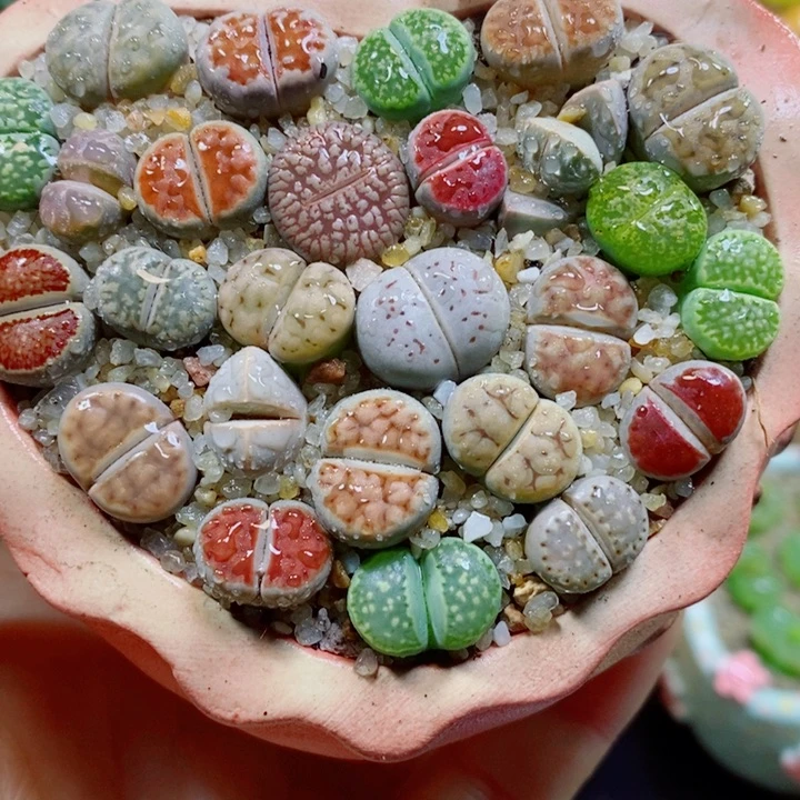 生石花花花花花花花258