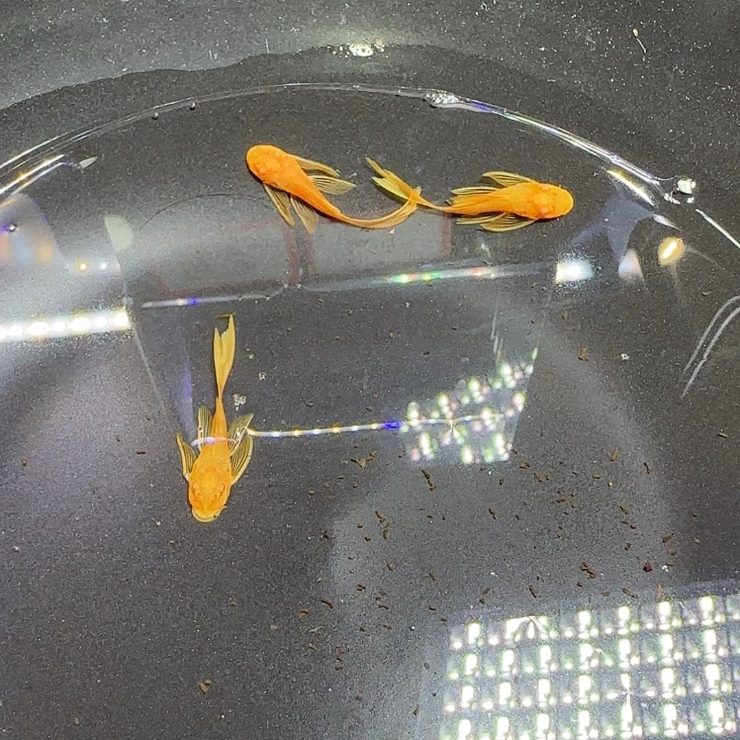 孔雀鱼黄金大帆三条