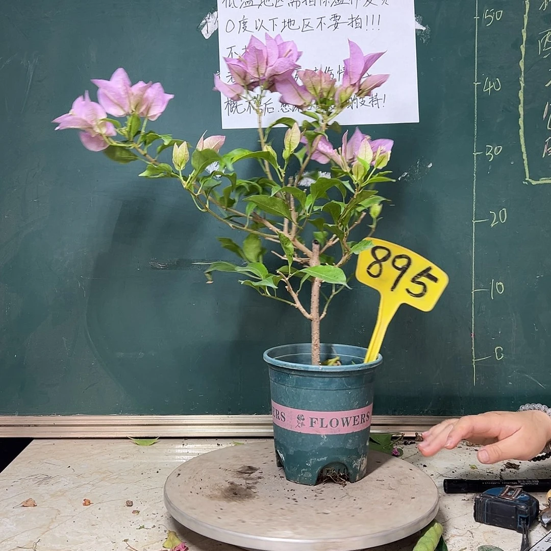 完全开放金夫人 895