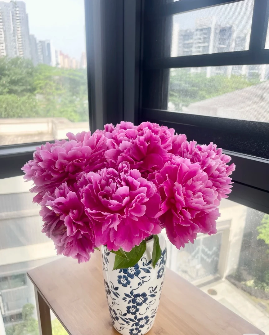 【新疆包邮】牡丹大富贵芍药