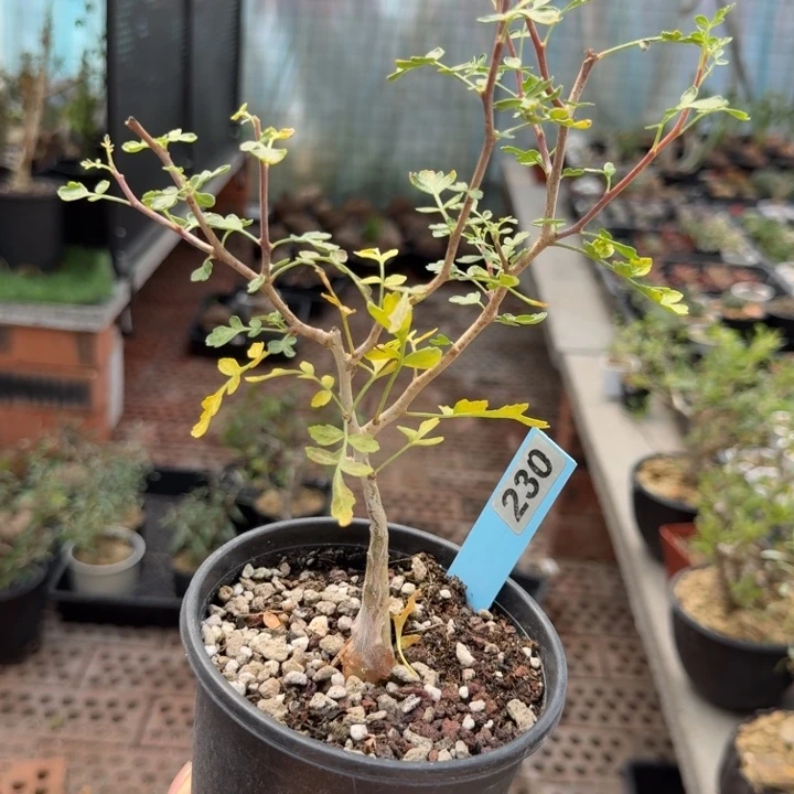 橡木漆树230 (满28包邮)